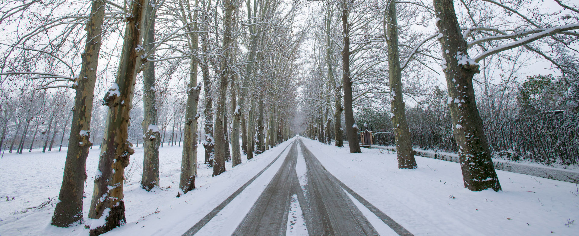 Carretera recta cubierta de nieve vista de frente, flanqueada por árboles muy altos Carretera recta cubierta de nieve vista de frente, flanqueada por árboles muy altos